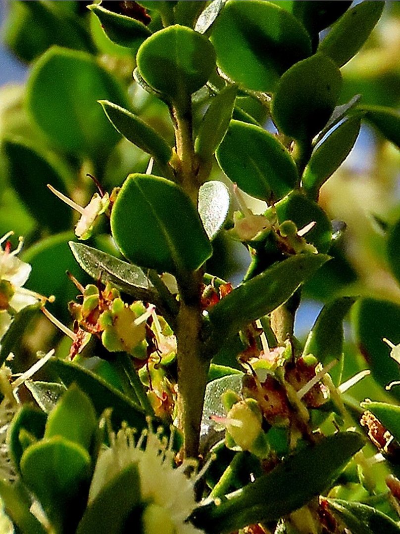 Arrayán Común - Vista 2